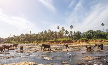 Elegant Sri Lanka - Ekstra Turlar Dahil