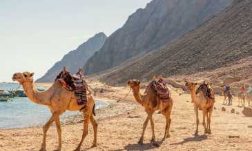 İzmir Hareketli Sharm el Sheikh Turu - Pegasus Havayolları ile  - 3 Gece 4 Gün