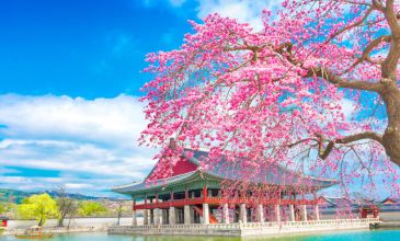 Comfort Japonya & Kore Turu  - Türk Havayolları ile 8 Gece 10 Gün - Ekstra Turlar Dahil  - Sakura Dönemi