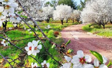Antalya Çıkışlı - Datça  Badem Çiçeği Festivali - Lüks Otobüsler ile - 2 Gece 4 Gün